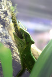 Green lizard eating a grasshopper