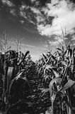 Corn farm