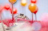 Spider and pins