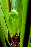 New leaf of a fern