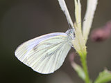 White butterfly on a branch