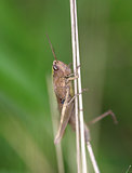Brown grasshopper in the grass