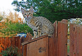 Domestic Serval Savannah Kitten