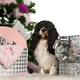 Cavalier King Charles Spaniel, 18 months old, with Christmas tree and gifts in front of white background