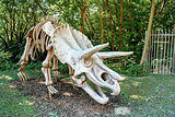 Triceratops Fossil skeleton over natural background