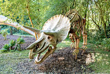 Triceratops Fossil skeleton over natural background