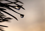 Silhouette of water drop on pine-needle at evening