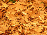 Background of Fallen Autumn Leaves