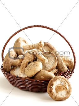 organic natural raw mushrooms