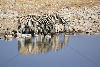 Herd of BurchellÂ´s zebras drinking water in Etosha wildpark