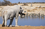 African elephant bull in Etosha Wildlife Reserve