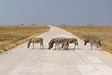 Herd of BurchellÂ´s zebras crossing road in Etosha wildpark