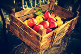 Apples in an old wooden crate on tree