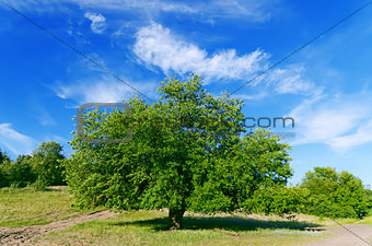 summer landscape of green tree with bright blue sky