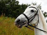Portrait white horse