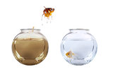 Fish jumping from his polluted bowl into a clean fishbowl