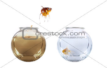 Fish jumping from his polluted bowl into a clean fishbowl