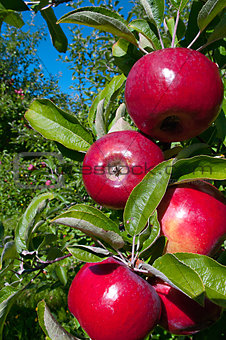 Courtland Apples