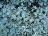 light blue branches of young fur-tree