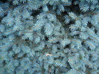 light blue branches of young fur-tree