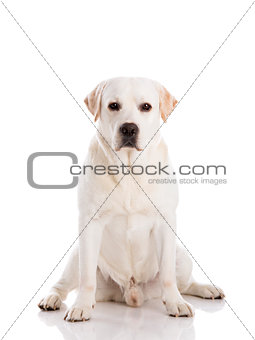 Labrador dog sitting on floor
