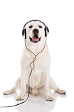 Labrador listen music