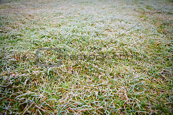 ice the grass