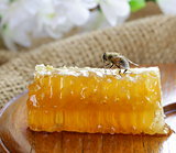 natural organic sweet honeycomb