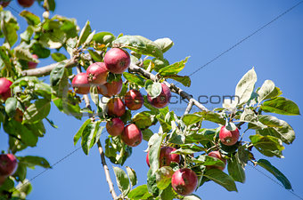 Apple tree with ripe apples