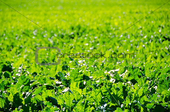 A field of sugar beet plants