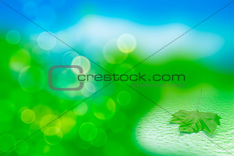 single green leaf in water on a tender blurred background