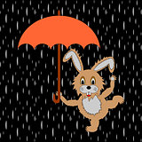 A funny rabbit with umbrella in the rain
