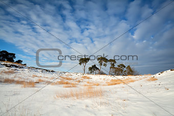 pine trees on snow and blue sky