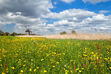 yellow wildflowers and windmill