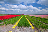 tulip fields in Alkmaar