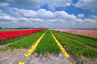tulip fields in Alkmaar