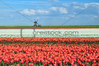 colorful tulips on dutch fields and windmill