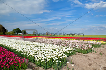 colorful tulips on field and windmill