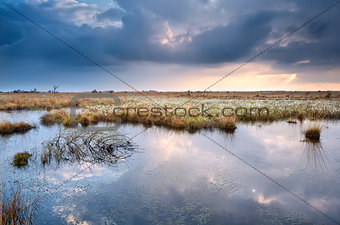 swamp with cottograss before sunset