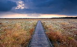 wooden path on swamp with cotton-grass