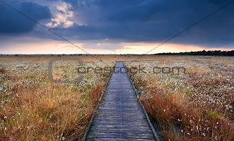 wooden path on swamp with cotton-grass