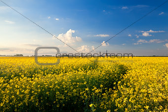 yellow canola field, blue sky and windmill