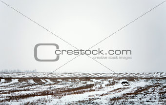 Winter landscape with snow field and black dog