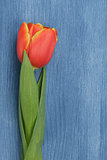 tulip on wooden table