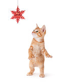 Cute Orange Kitten Playing with a Christmas Ornament on White