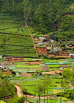 Tea plantations and vegetable gardens. Sri Lanka
