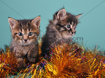 Chistmas portrait of little kittens