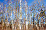 Trunks of birch trees and blue sky in Autumn