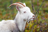 One goat in Autumn forest