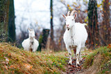 Two goats in Autumn forest
